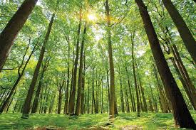 Forestry Plants